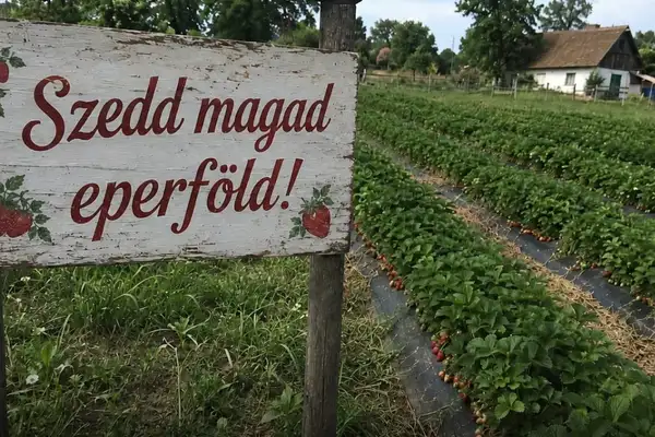 Szedd magad eperföldek 2026 – itt a magyarországi lista, ahol friss epret szedhetsz