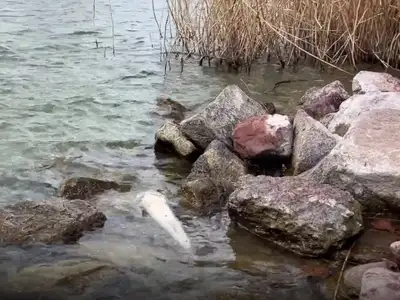 Óriási a baj a Balatonnál: Szigorú korlátozás lépett életbe