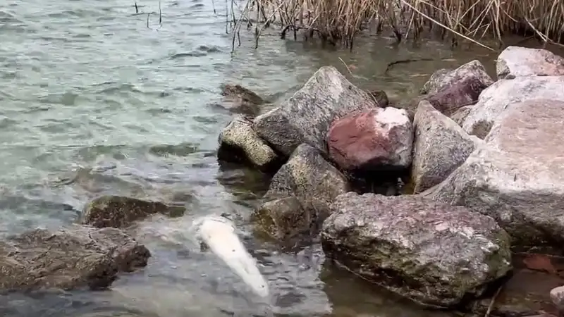 Óriási a baj a Balatonnál: Szigorú korlátozás lépett életbe