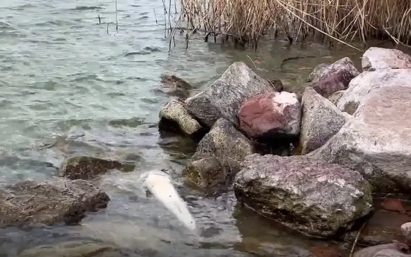 Óriási a baj a Balatonnál: Szigorú korlátozás lépett életbe