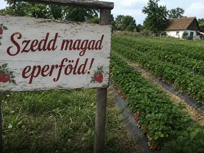 Szedd magad eperföldek 2026 – itt a magyarországi lista, ahol friss epret szedhetsz