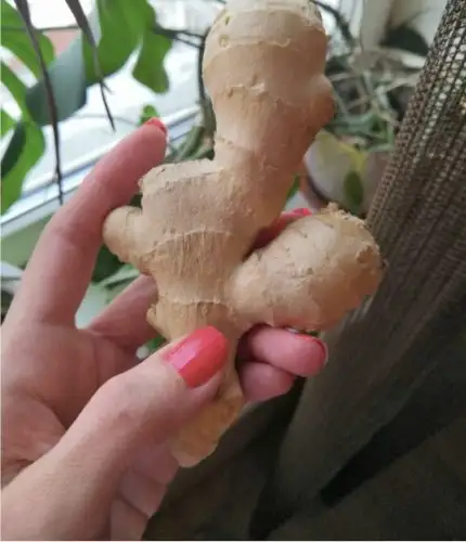 Boltban vettem egy darab gyömbért, elültettem, és pár hét múlva alig hittem a szememnek