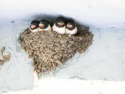 Ekkora bírságot kap, aki leveri a fecskefészket: egész évben tilos hozzájuk nyúlni!