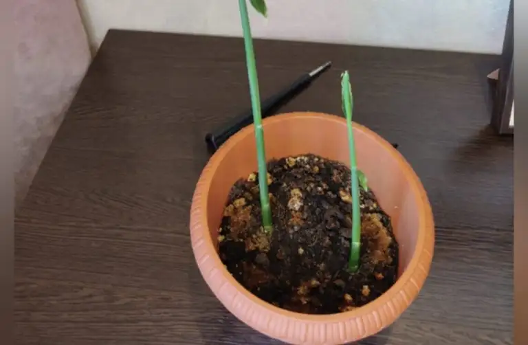 Boltban vettem egy darab gyömbért, elültettem, és pár hét múlva alig hittem a szememnek